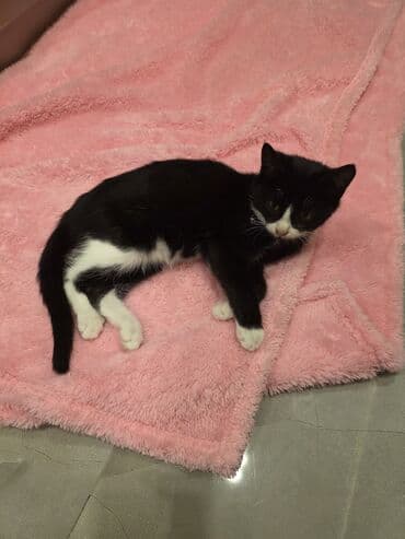 rəngli balıqlar: Erkək, Yaxşı əllərə, Ünvandan götürmə — 5