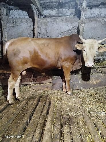 super alabay kl type 1: Saxlama şəraiti: təsərrüfat tövləsində Növ: iri buynuzlu heyvan — 1