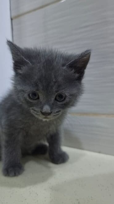 pişik şekileri: Şotland, Erkək, Ünvandan götürmə, Ödənişli çatdırılma — 2