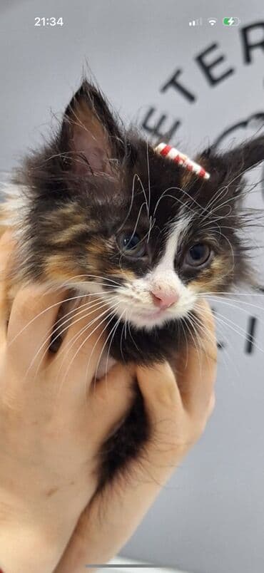 sinsella pisik: Dişi, Yaxşı əllərə, Ünvandan götürmə — 3