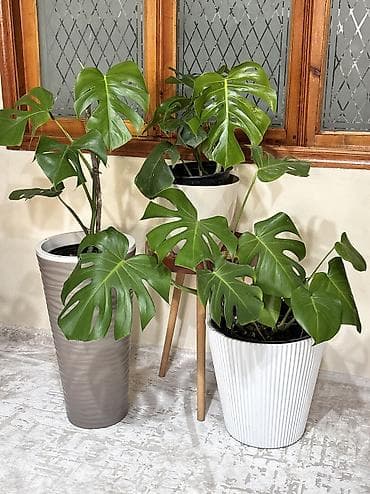 kala bitkisi: Monstera qiymət 15 -25-35-45azn. Ünvan Şamaxinka. Burdan götürə — 7