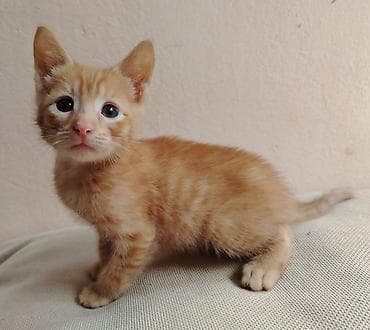 pulsuz video cat: Erkək, Dişi, Yaxşı əllərə — 3
