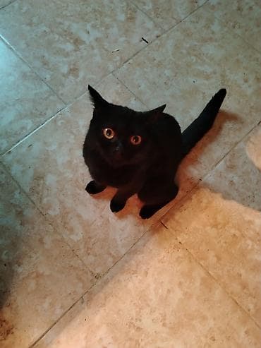 Britan, Dişi, Yaxşı əllərə, Ünvandan götürmə, Ödənişli çatdırılma