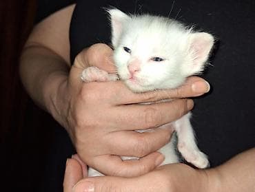 pişik satisi 2019: Ağ rəngli balaca pişik balası - Tam ağ, yumşaq tüklü balaca pişik - — 1