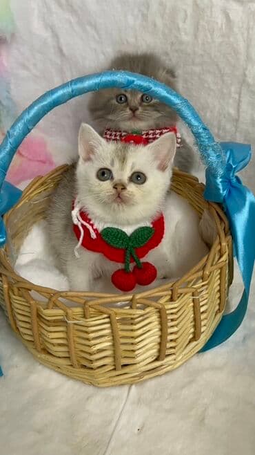 Heyvanlar üçün mallar: Britan — 2