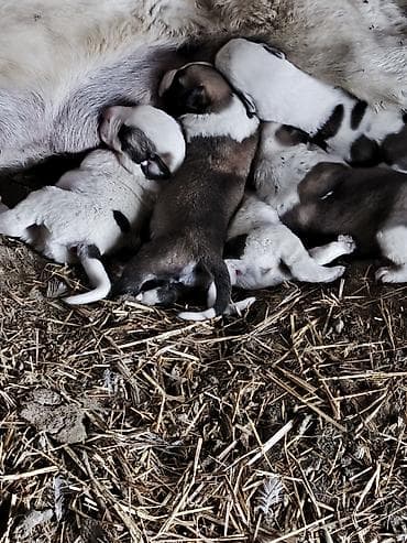 afcarka it adlari: Qurdbasar — 1