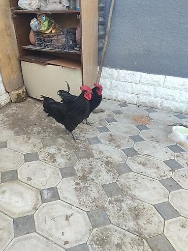 Məhsul: Qara rəngli 2 ədəd xoruz cəmi 60 azn qiymət 2 sinə aiddi