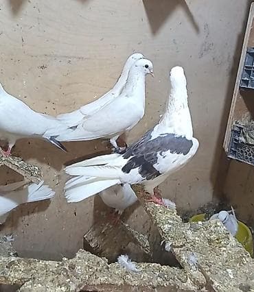 Qoş cep mayadı 12.13 olmalıdır təcili pul lazimdi deyen qoydum bugun — 3