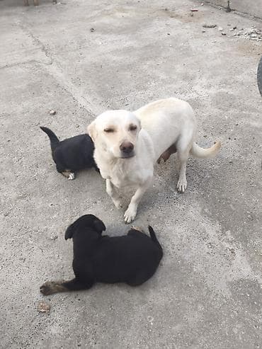 bakida at bazari: Ana it 20 AZN balaların 1ədədi 40 AZN ciddi alıcılara endirim olunacaq — 7