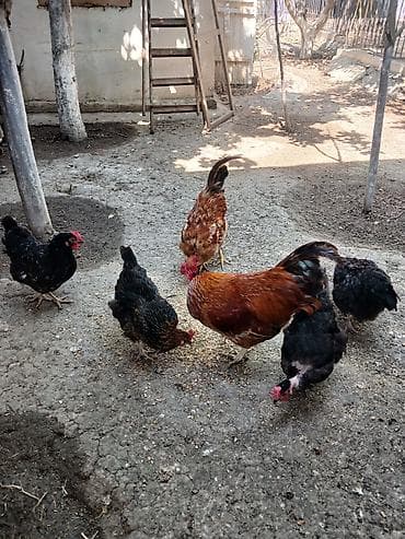 dekarativ quslar: Yumurtlayan toyuqlar, xoruzlar, çolpalar, 1 aylıq cücələrdə var — 5