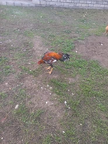 Pişiklər: Təsvir: - Məhsul: Ev təsərrüfatı üçün kənd toyuğu (xoruz). - Rəng — 2