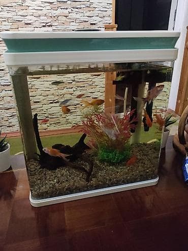 Akvaryum seti – şık kvadrat dizaynlı, ağ rəngli qapaq və alt baza ilə lalafo.az -da Akvaryum seti – şık kvadrat dizaynlı, ağ rəngli qapaq və alt baza ilə