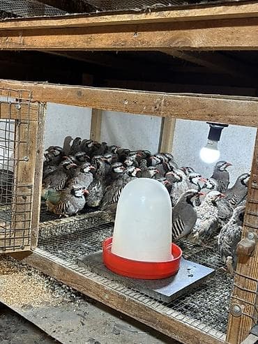 tutulma qus: YAZ ENDİRİMİ 8 aylıq yumurtlar tam sağlam kəkliklər təcili satılır — 9