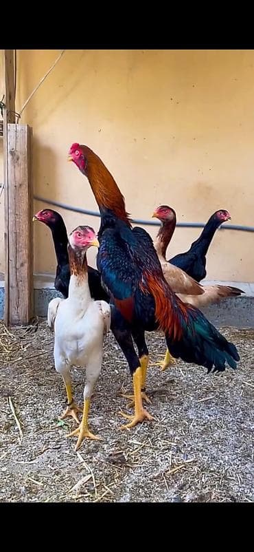 brama cücə: O shamo 5 toyuq 1 xoruz — 3