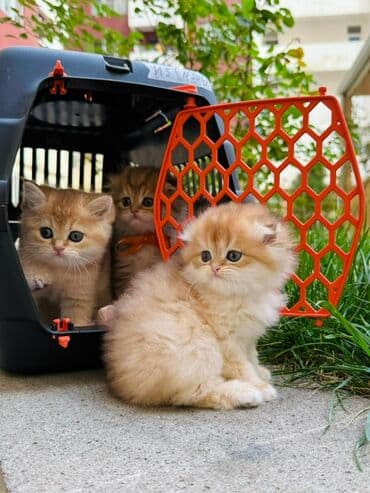 qırqovul balası: Britan yastı qulaq, Erkək, Dişi, Yaxşı əllərə, Ünvandan götürmə, Pulsuz çatdırılma, Ödənişli çatdırılma — 31