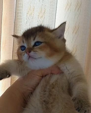 bit dərmanı: Britan, Erkək, Dişi, Ünvandan götürmə — 1