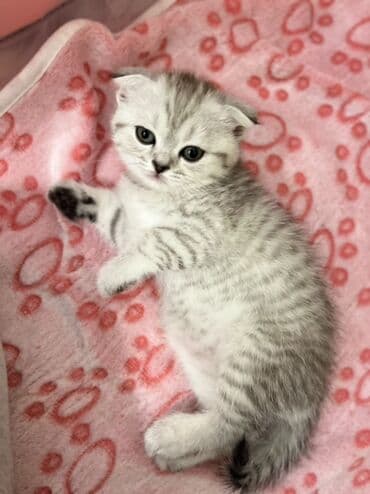 Akvariumlar: Şotland, Erkək, Dişi, Ünvandan götürmə — 10