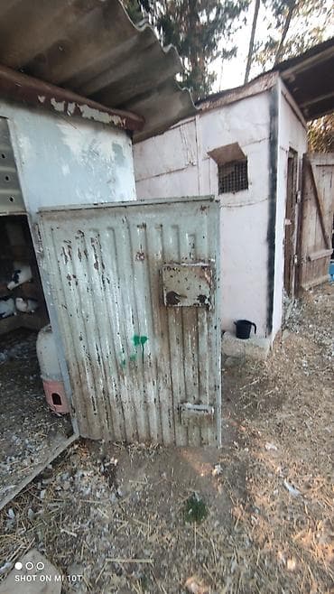 heyvan yuvasi: Metaldan hazırlanmış göyərçin küpüsü/ləpiri Ölçü və konstruksiya: - — 5