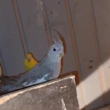 geref qusu: Disi yanaqslz korella satllr — 1