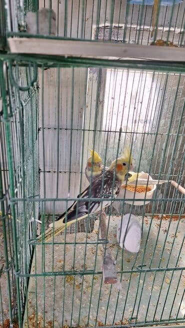 hazır hicablar: Hazır bala veren quşlar dı altında yumurta var hemide yeke yeke — 7