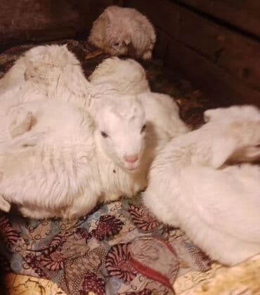 naxcivan heyvan elanlari: Keçi, çəpiş — 3