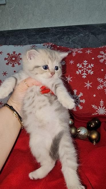 pişim: Britan, Pulsuz çatdırılma — 3