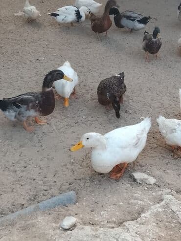 hinduşqa balası: Satılır: ördək sürüsü - Növlər və rənglər: ağ, qara, boz, qəhvəyi və — 12