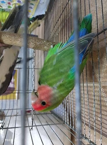 Quşlar: Papuqaylar biri 15 Azn erkey disi var korella 50-70 azn — 2