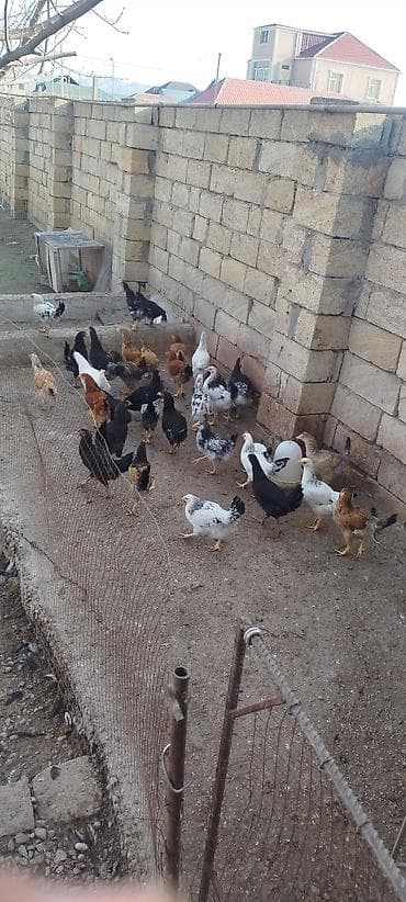 cins heyvanlar: Temiz heyet beceleri oz heyetimin mehsuludur. Tek tek satilmir. 4 — 4