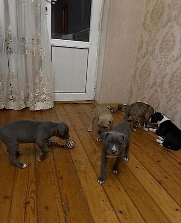 bala ördək: Pitbul, 2 ay, Peyvəndli, Ünvandan götürmə — 1