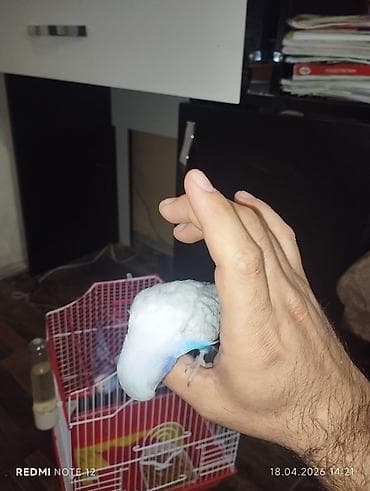 Sakit və mehriban xarekterli, mavi-ağ rəng çalarında dalmatin naxışlı