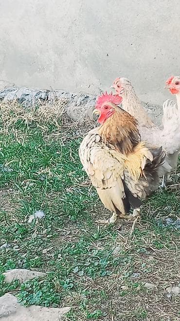 Heyvanlar üçün mallar: Xoruz, Yapon, il: 1, Ünvandan götürmə, Ödənişli çatdırılma — 1