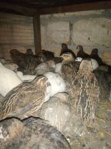 qu quşu və çöl qazı: Məhsul: Bildircinlər (yerli quşçuluq təsərrüfatı) 2.20azn Təsvir: - — 1