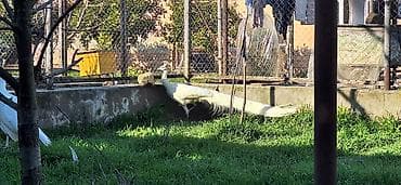 bakida it satislari: Ağ tovuz quşları – dekorativ quşlar - Növ: Pavo cristatus (ağ rəng — 7