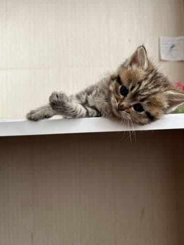 heyvanlar cütləşməsi: Şinşilla — 13