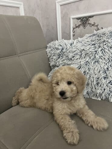 it balası satılır: Pudel, 2 ay, Erkek, Peyvəndli, Ünvandan götürmə — 7