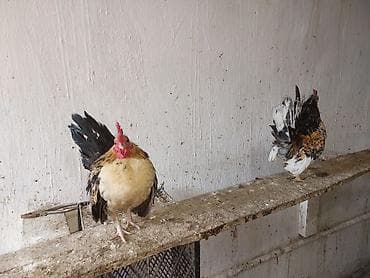 xoruz satişi: Toyuq, Damazlıq — 8