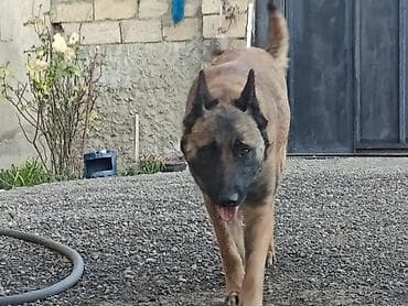 balaca cins itler: Belçika çoban iti, 3 il, Erkek — 3