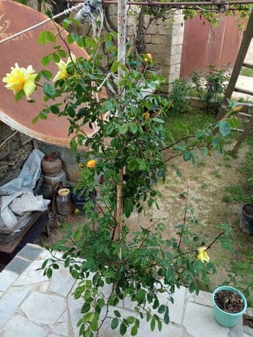 снять комнату в общежитии: Satilr: geniş və işıqlı otaq.2 otaq 1 zal metbex hamam ayaq yolu — 18