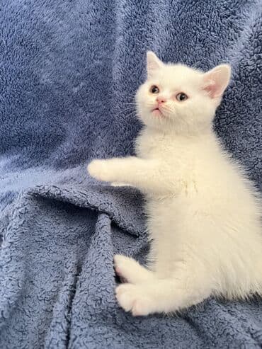 Britan, Erkək, Ünvandan götürmə, Ödənişli çatdırılma, Rayonlara çatdırılma