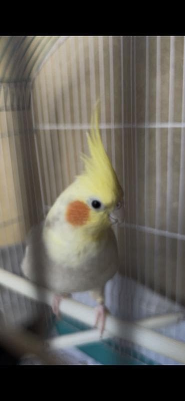 qara toyuq sortu: Nimfa (Cockatiel)-Dişi korella quşu 1 yaşı var yeni almışıq bizdəki — 7