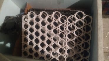 Lincoln: 300 яиц, Азербайджан, Для всех видов птиц — 3