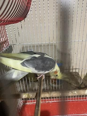 itlerde gene: Salam. Fere xoruz birde 2 bala. Balalar 1 aylıqdı. Yeme düşübler. 100 — 6