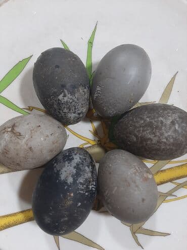 Digər heyvanlar: Satılır: Şatışda kayuqa, cins lal ördək və xalmaqordan dönmə linda — 2