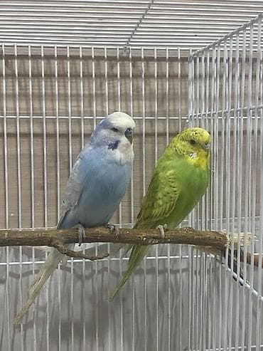 Saqlam cavan cut
Quwlar Razinde