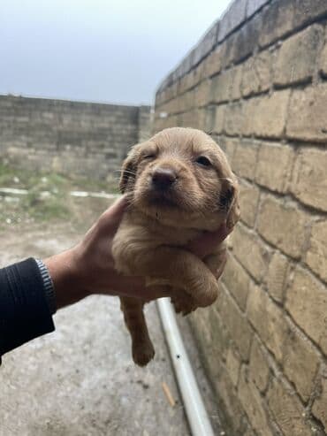 bala itlerin satisi: Zərif krem rəngli balaca Koker Spaniel balasidilar - Cins: kiçik/orta — 4