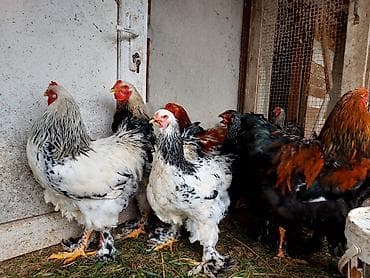 xoruz gence: Brahma cins toyuqlar və xoruzlar 2 - Növ: Brahma (iri bədənli, lələkli — 7