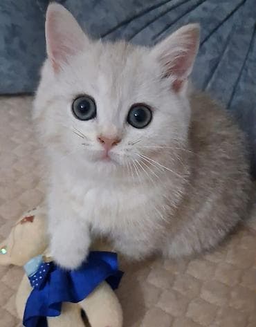 depo gold instagram: Qızıl şinşilla, Dişi, Yaxşı əllərə, Ünvandan götürmə, Ödənişli çatdırılma — 1