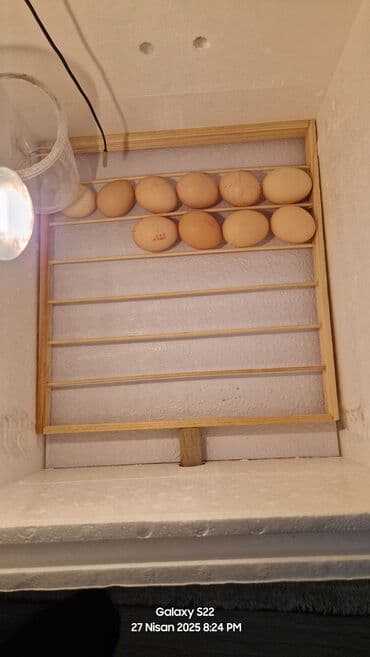 i̇nkubatorlar: Ev tipi inkubator - Material: qalın termoizolyasiyalı köpük — 1