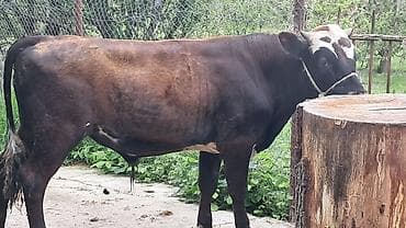 simmental inekler: Bordaqlıq erkək danalar var tərəzinin satılır gözəyarıda — 6